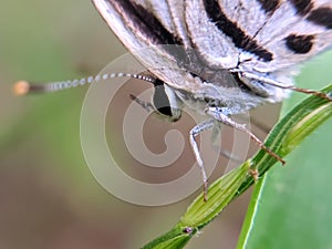 Castalius rosimon, the common Pierrot, is a small butterfly found in India that belongs to the lycaenids, or blues family.Â 